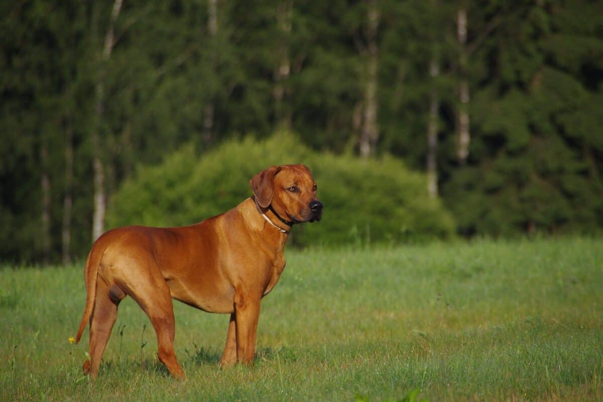 Chien, Ridgeback, Rhodésien, Animal, Ridgeback, Ridgeback, Ridgeback, Pet, Ridgeback, Ridgeback, Rhodesien