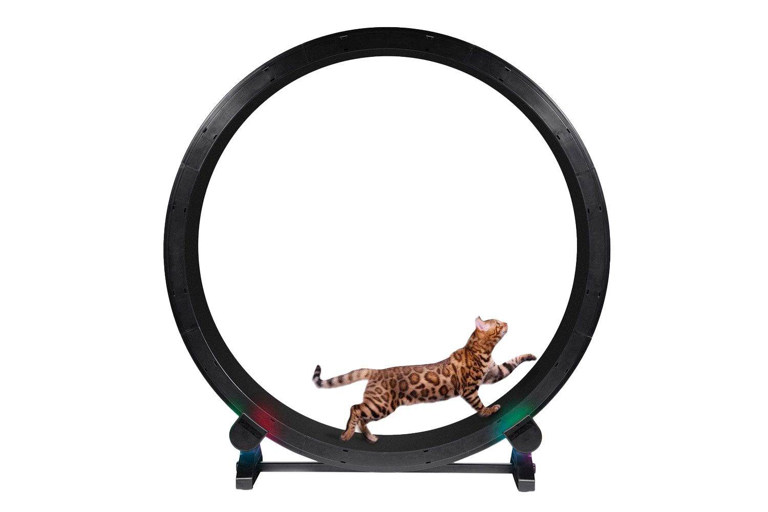 Une roue d'exercice de chat rapide