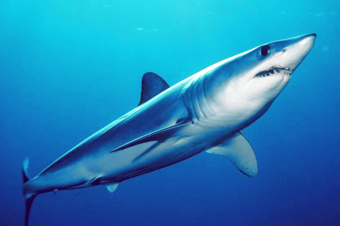 Requin mako à nageoires courtes