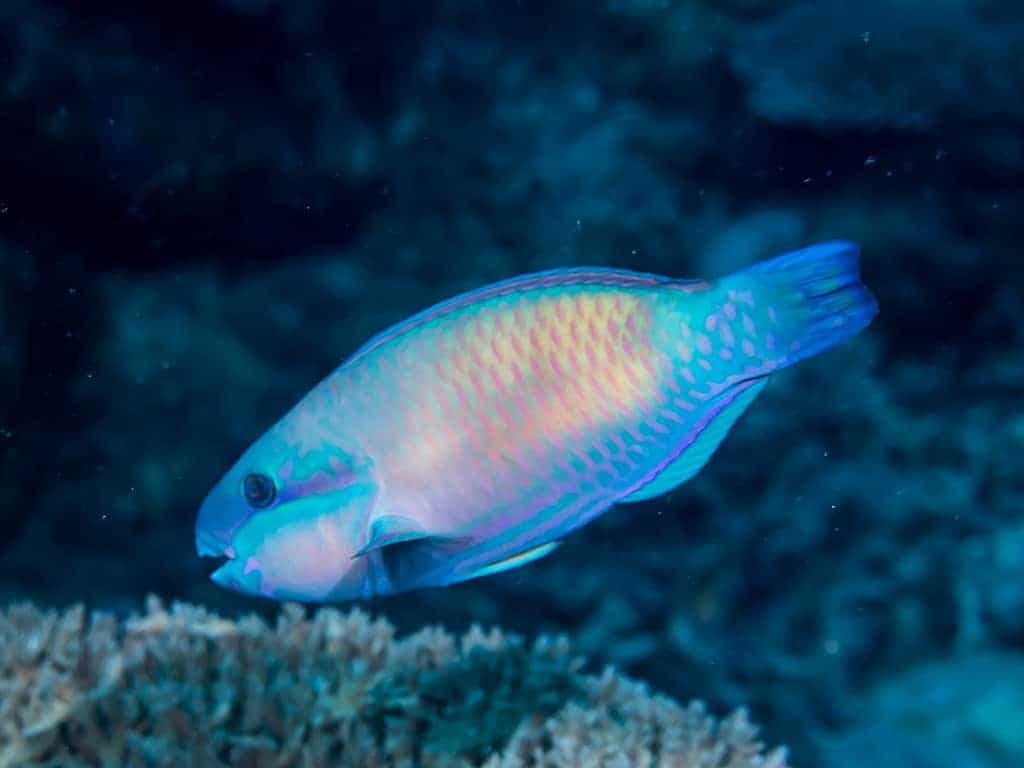 poisson