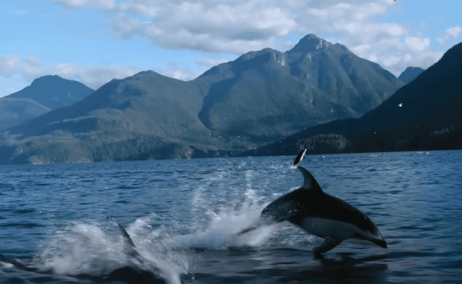 Dauphins sablier près de la côte canadienne.