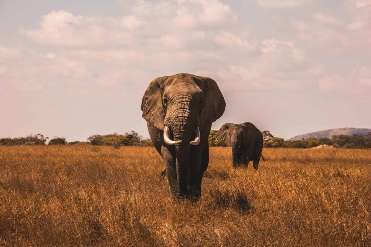 Éléphant
