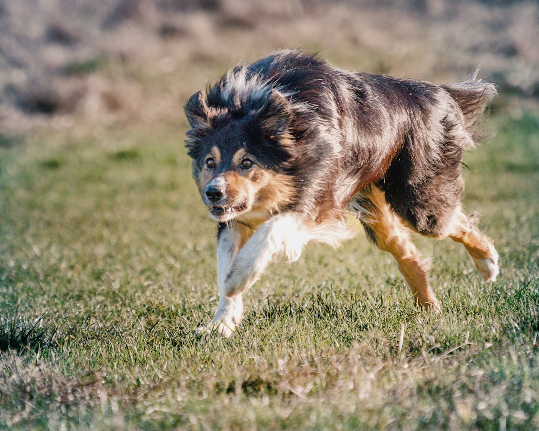 10. Border Collie (crédits image : unsplash)