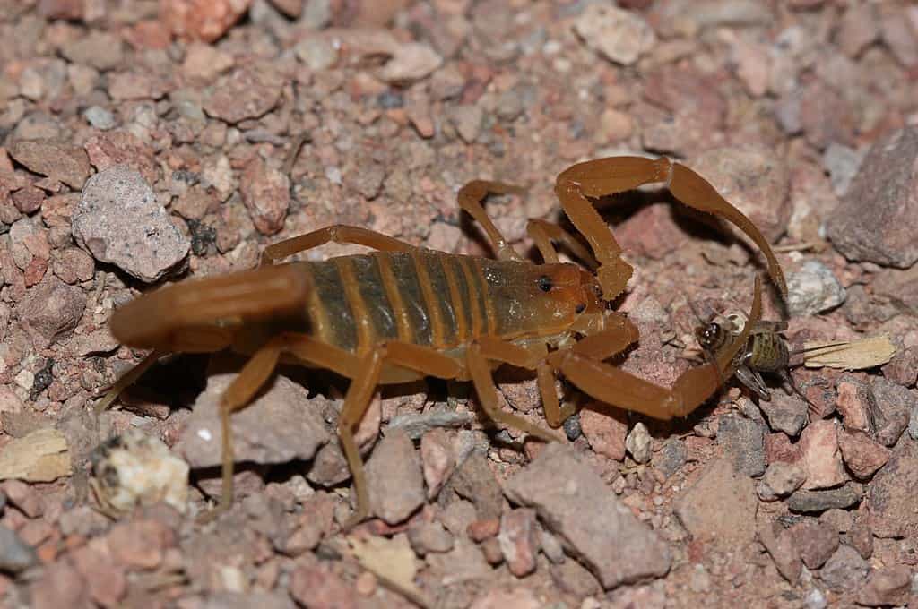 Scorpion d'écorce d'Arizona