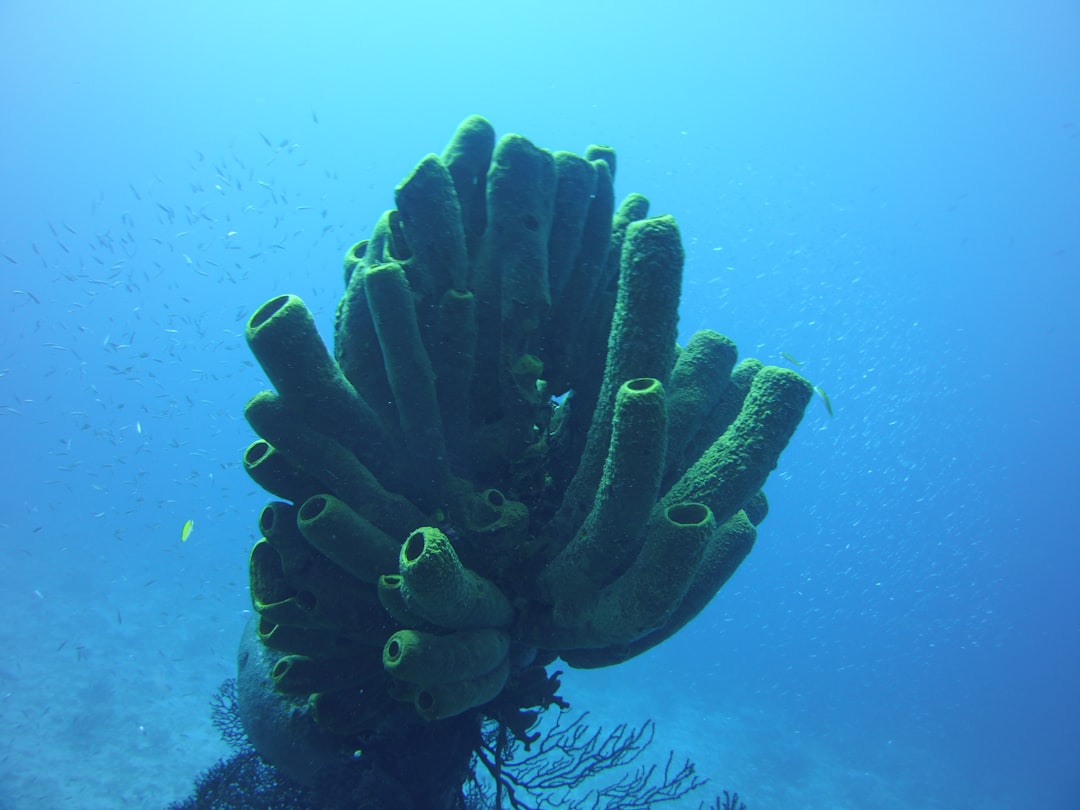 10. Éponges de mer (crédits image : unsplash)