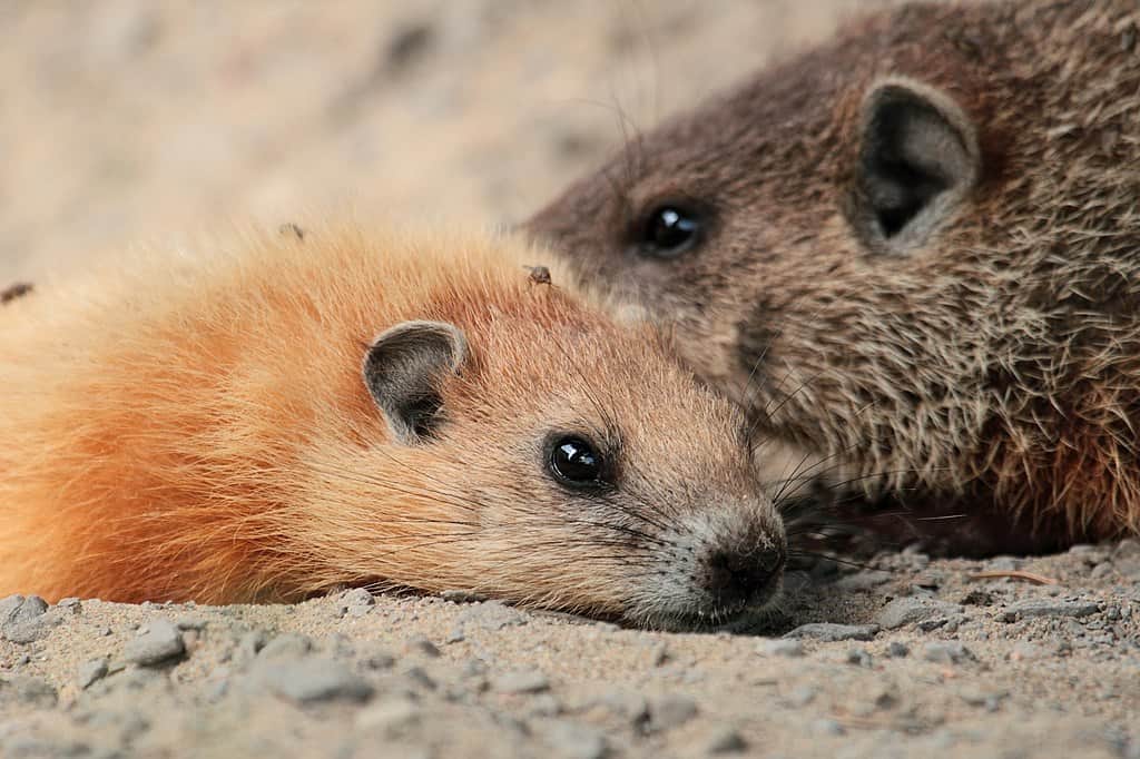 Marmotte