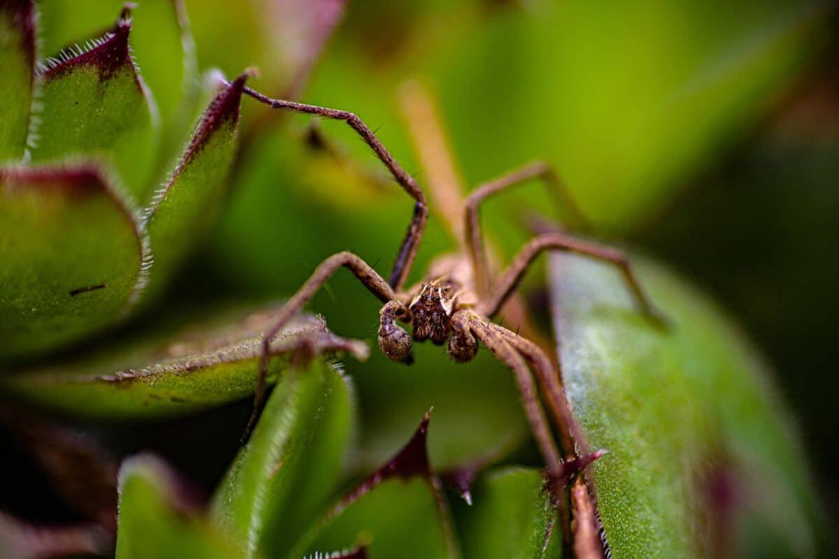 araignée, la nature, insecte, feuilles, araignée brune, grosse araignée, araignée dans la plante, jardin, vue d'araignée, yeux d'araignée, yeux d'araignée marron, araignée, araignée, araignée, araignée, araignée