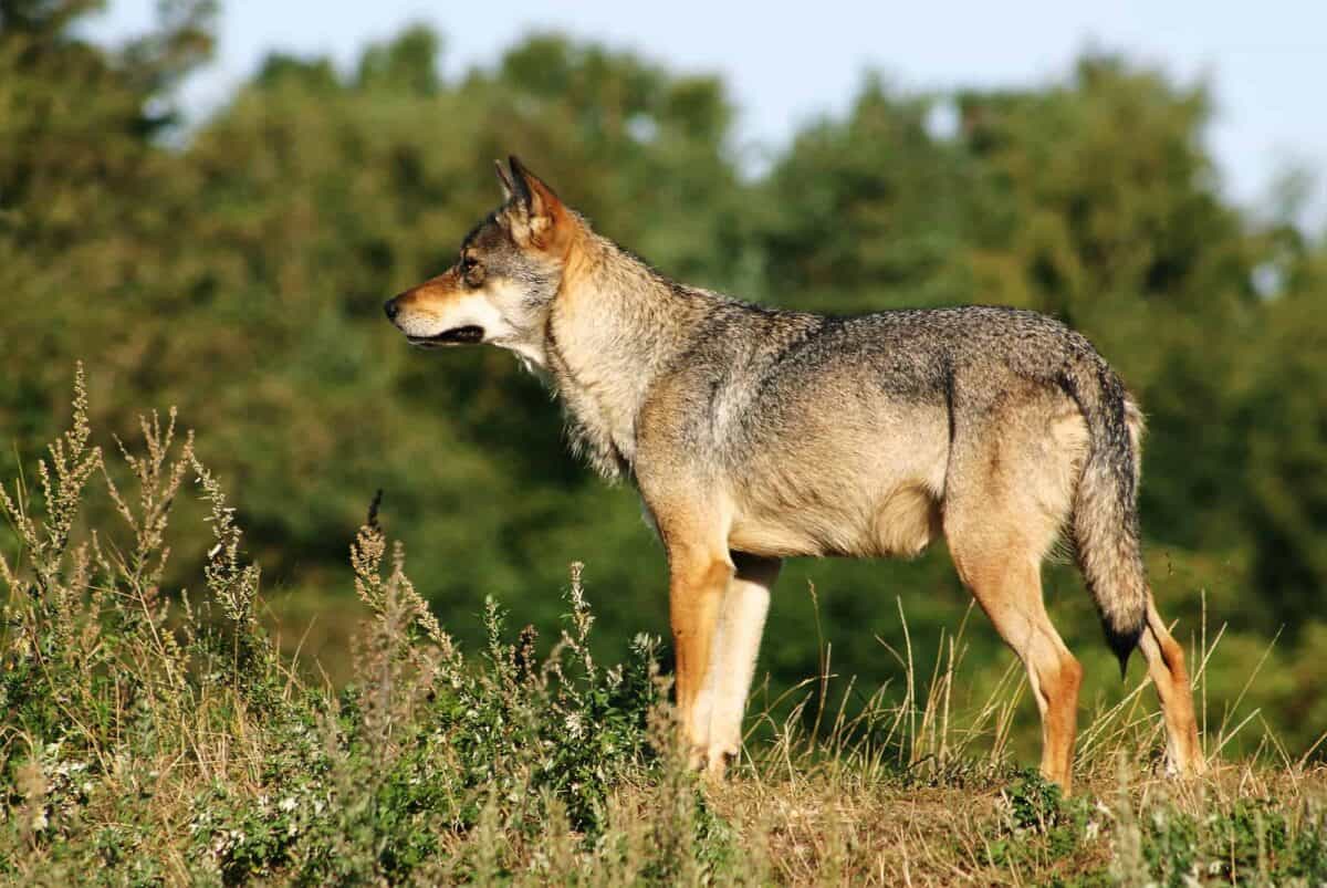 loup