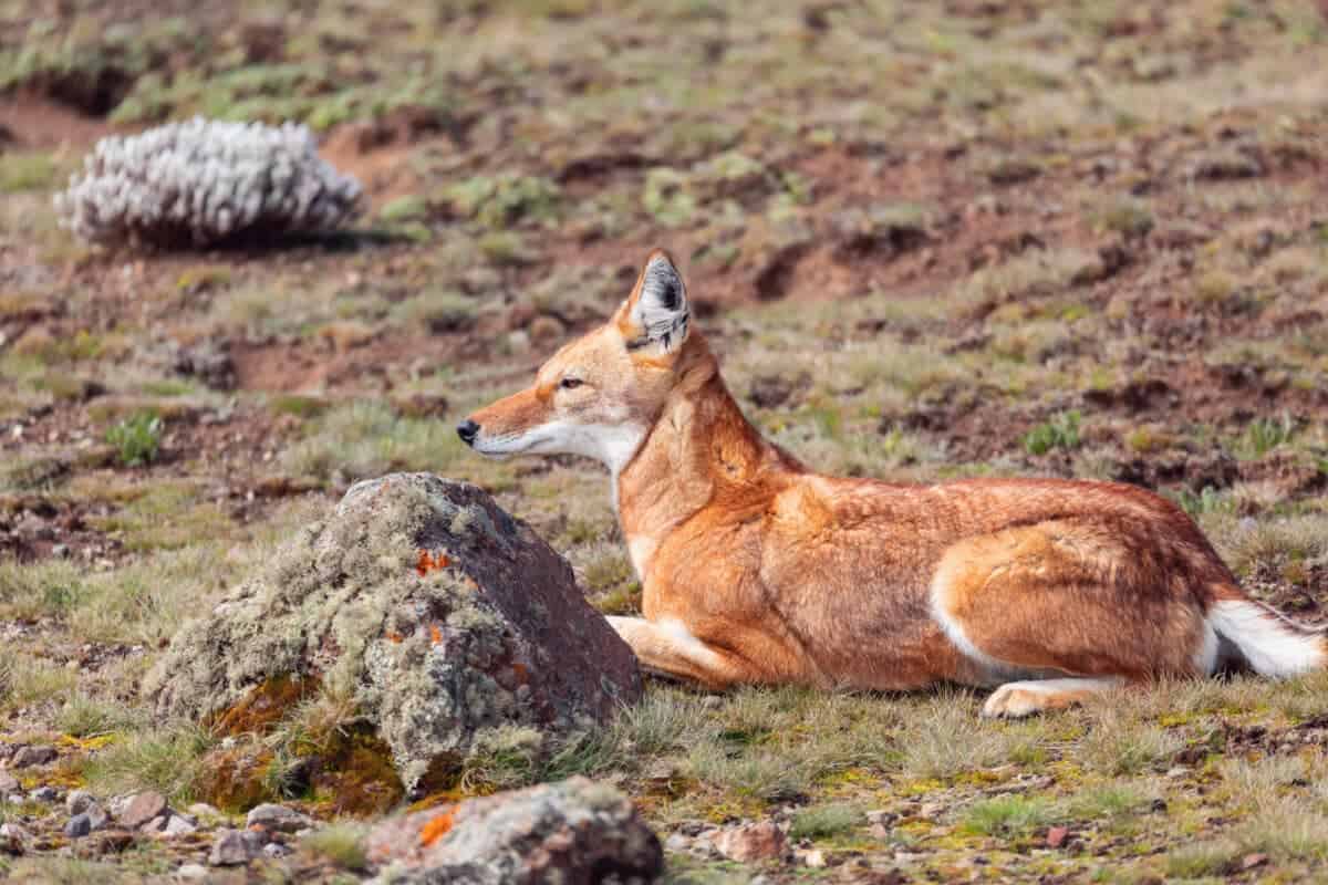 Loup éthiopien rare et endémique, Cannis Simensis, chasse dans l'habitat naturel. Plateau de Santti dans les montagnes de Bale, faune éthiopienne d'Afrique. Seuls 440 loups environ ont survécu en Éthiopie