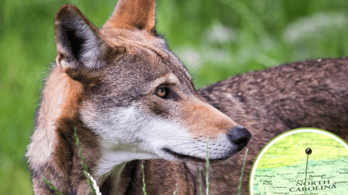 Faits sur le loup rouge