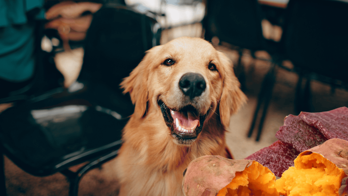 recettes de chien