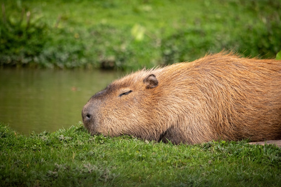 10. Ce sont des maîtres de la relaxation (crédits image : unsplash)