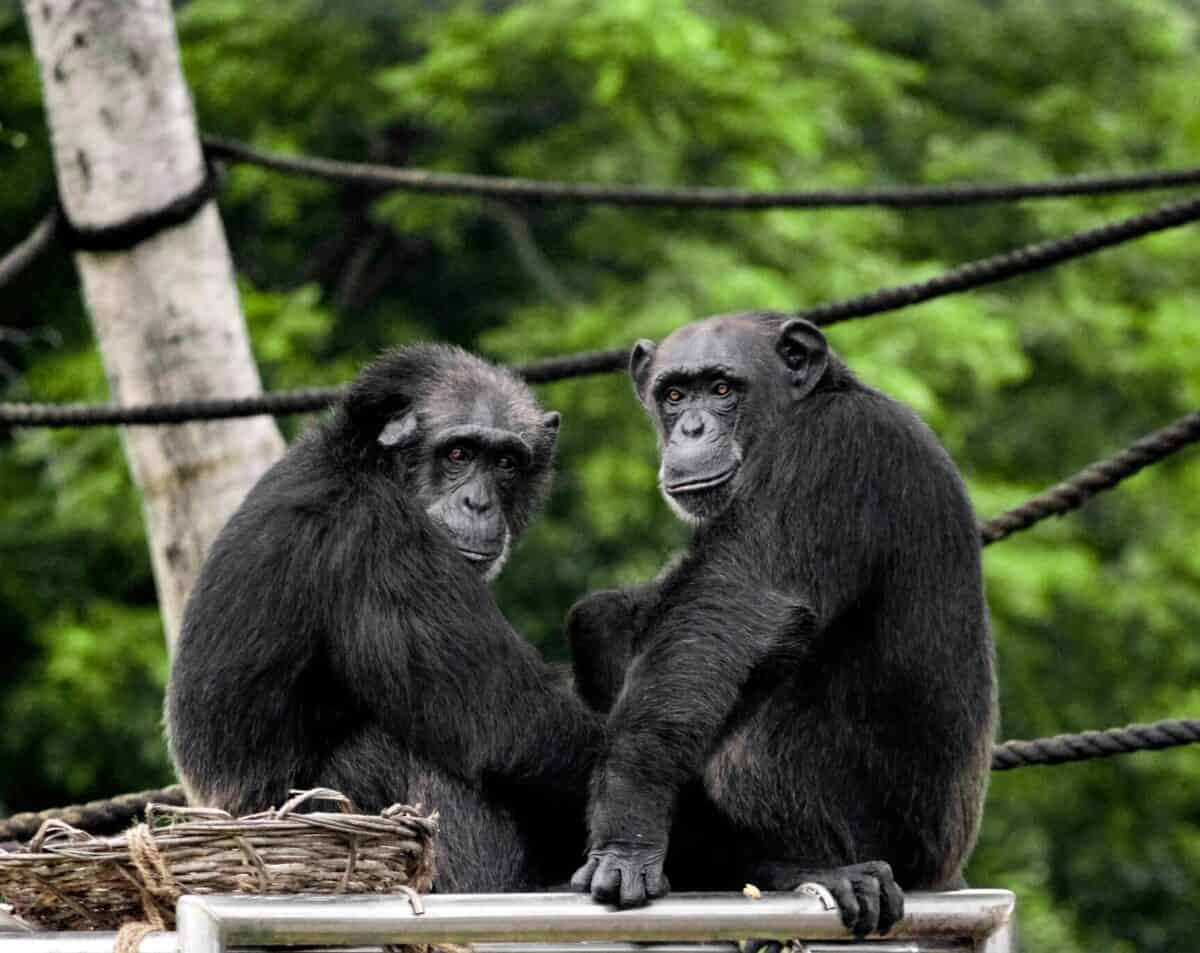 deux singes noirs