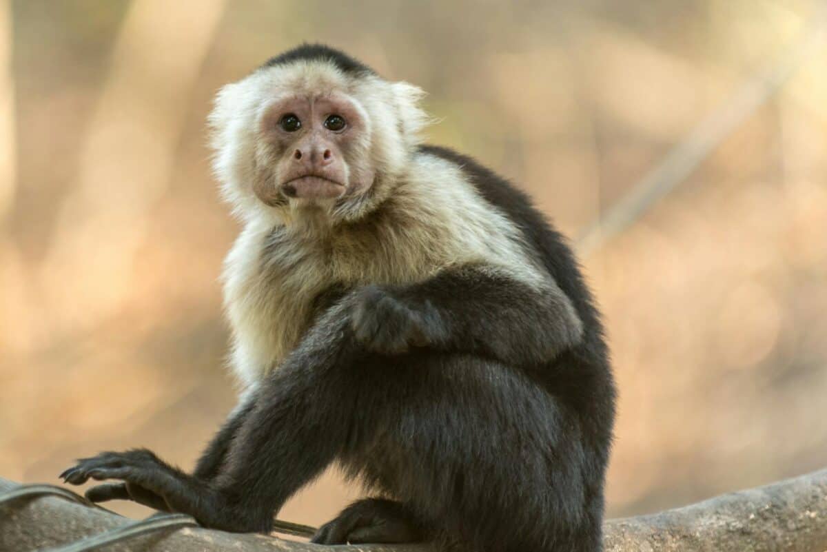 Gros plan d'un singe capucin à tête blanche dans son habitat naturel, Costa Rica.