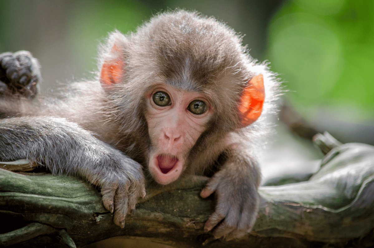 bébé singe