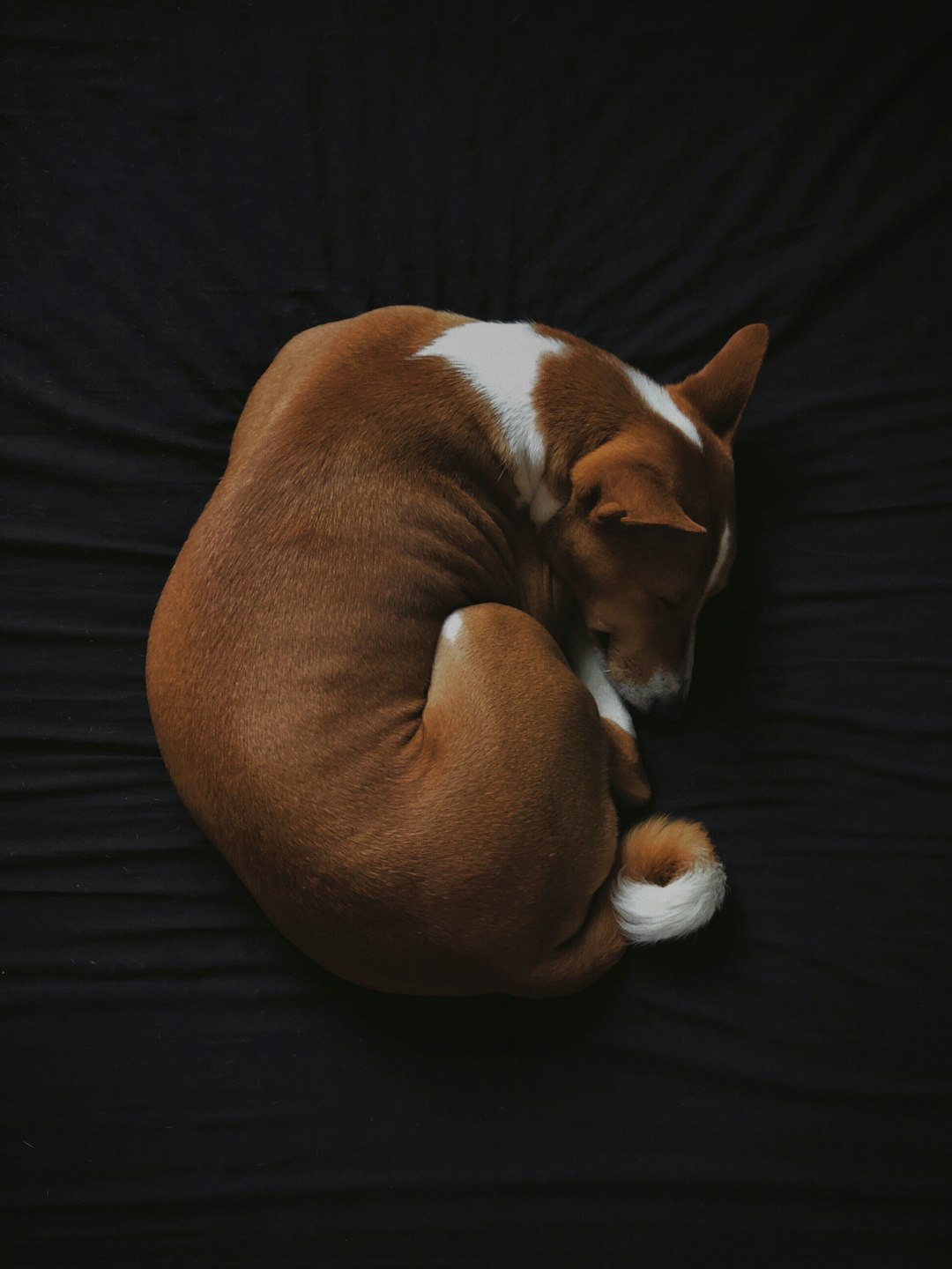 12 Basenji (image credits: unsplash)