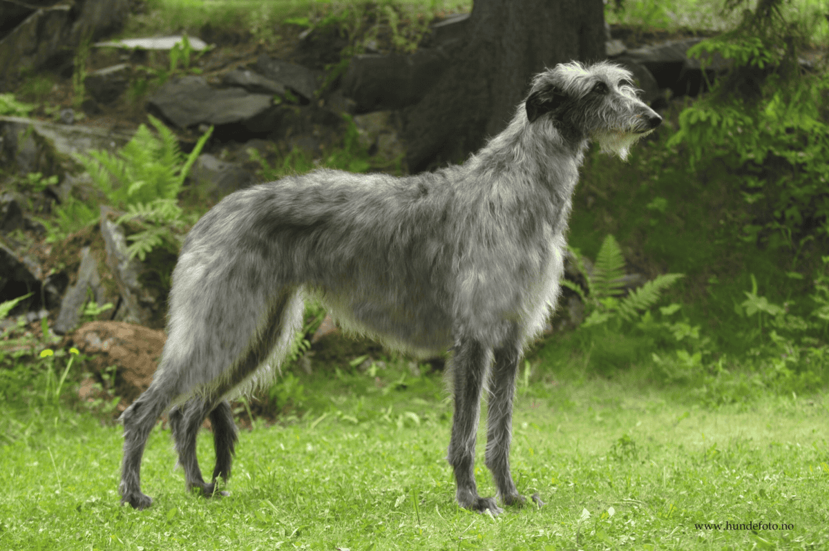 Deerhound écossais