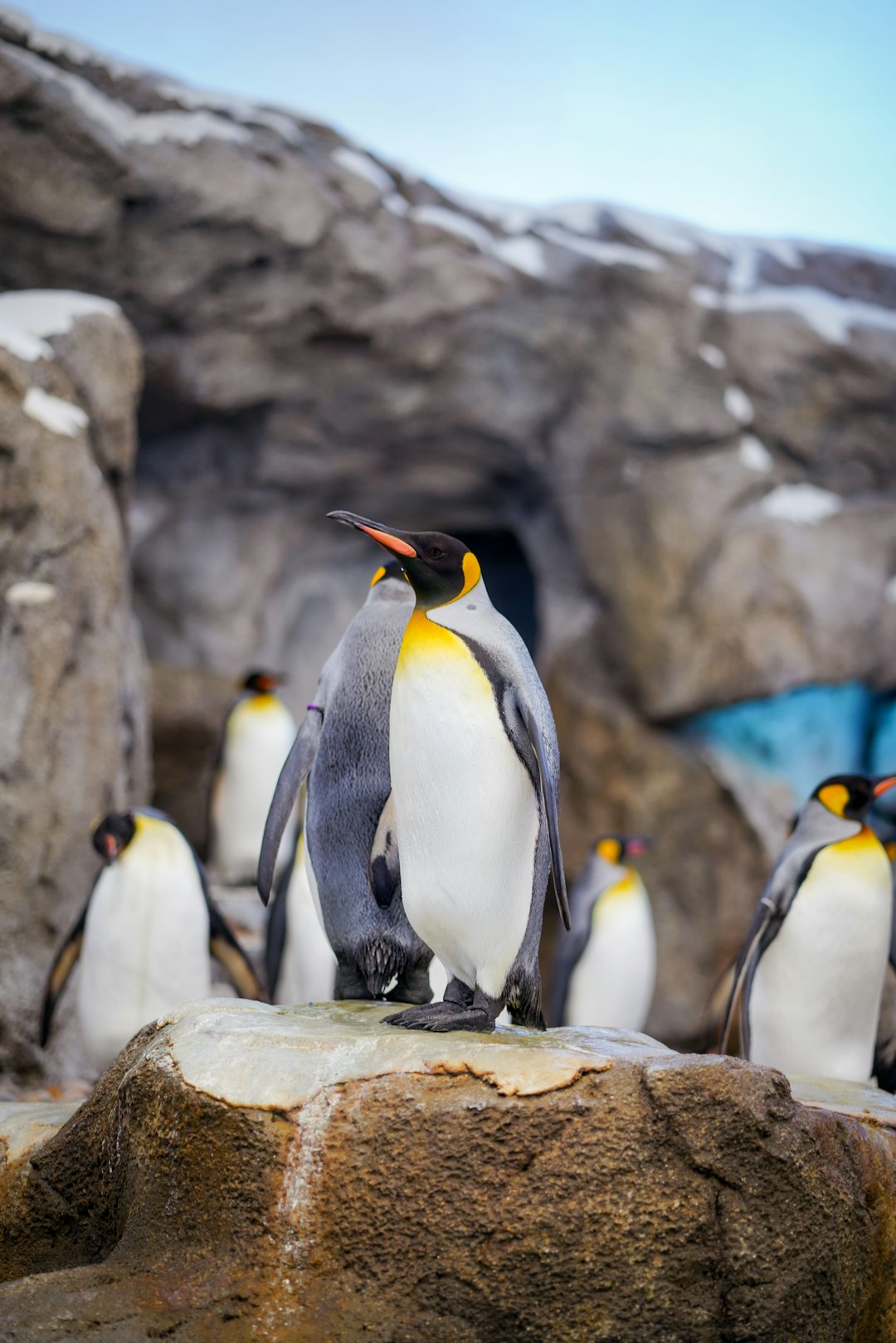 13. Manchot empereur (crédits image : unsplash)