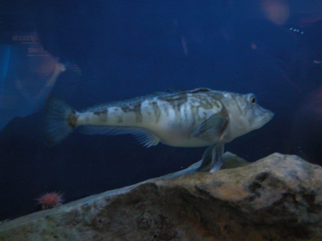 Poisson Antarctique