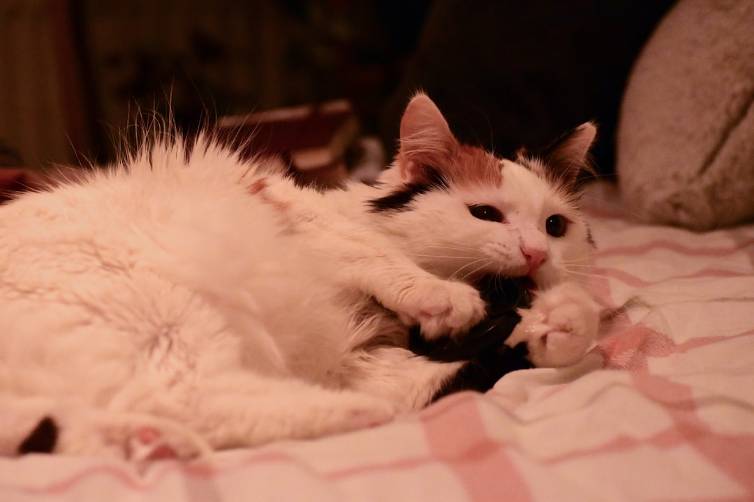 13. Turkish Van (crédits image : unsplash)