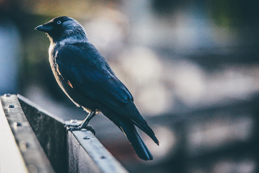 The Clever Crows (crédits image : unsplash)