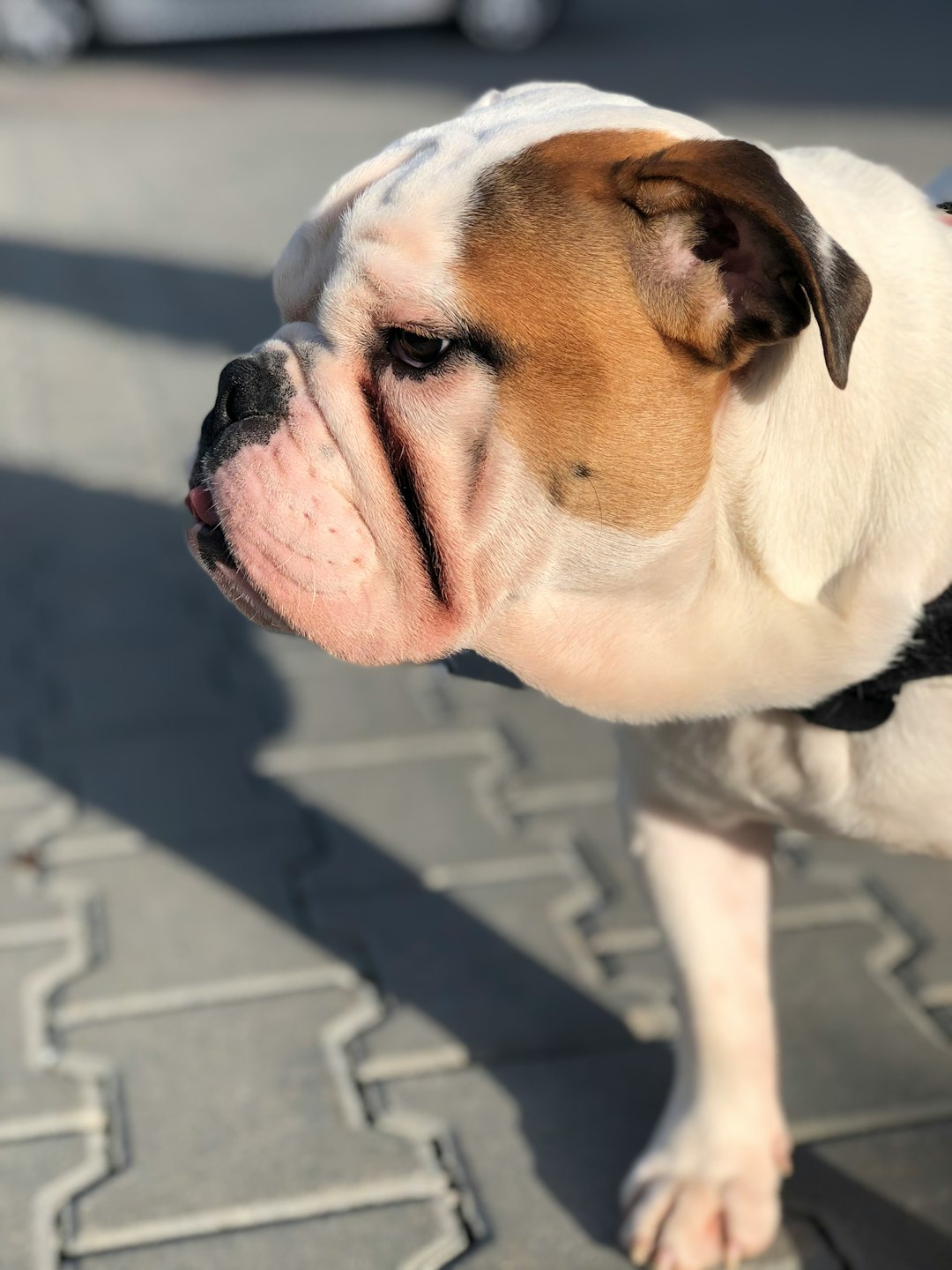 14. Bulldog anglais (crédits image : unsplash)