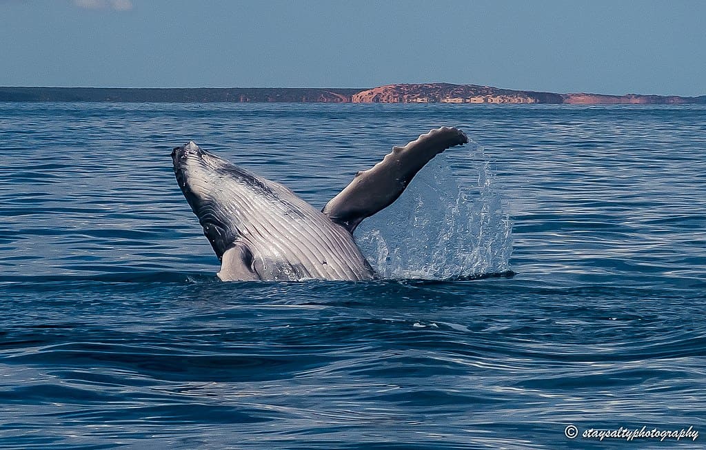 Requin baleine