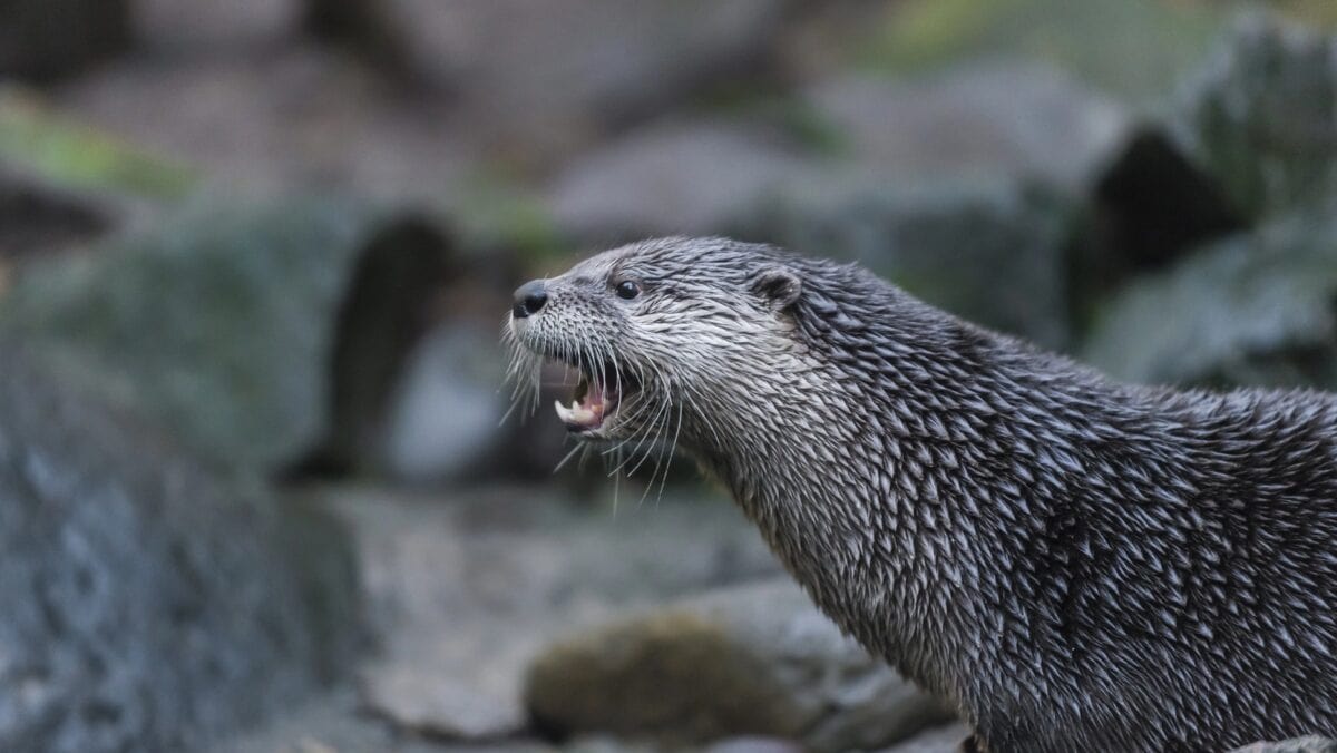Loutre de rivière d'Amérique du Nord