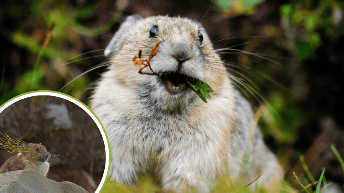 Pika américain