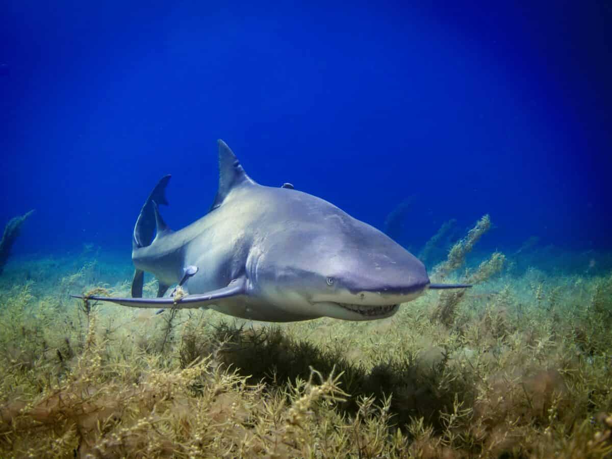 photo de requin noir