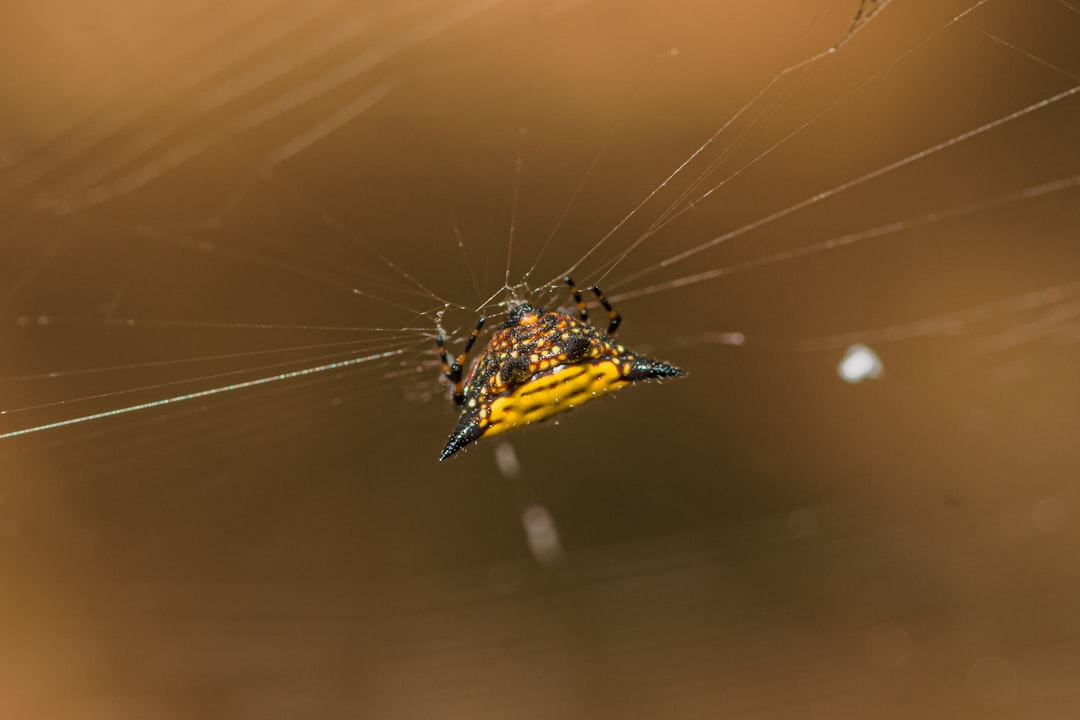15. Yellow Sac Spider (crédits image : unsplash)