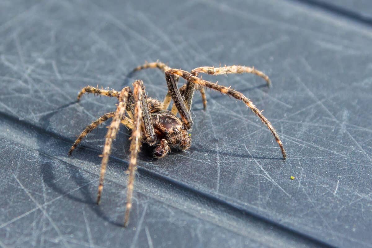 Araignée domestique américaine