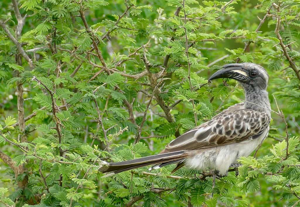 Calao gris d'Afrique (Lophoceros nasutus epirhinus)