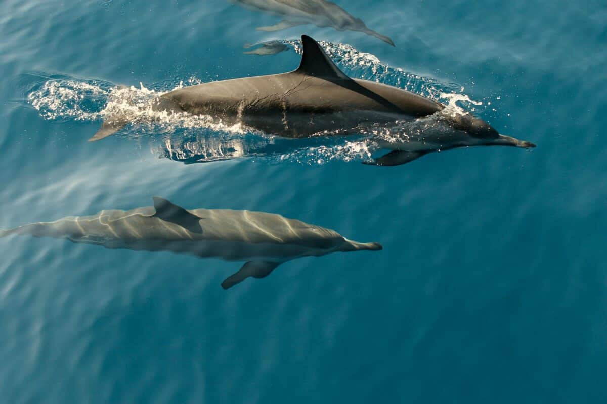 comment les dauphins utilisent l'écholocation