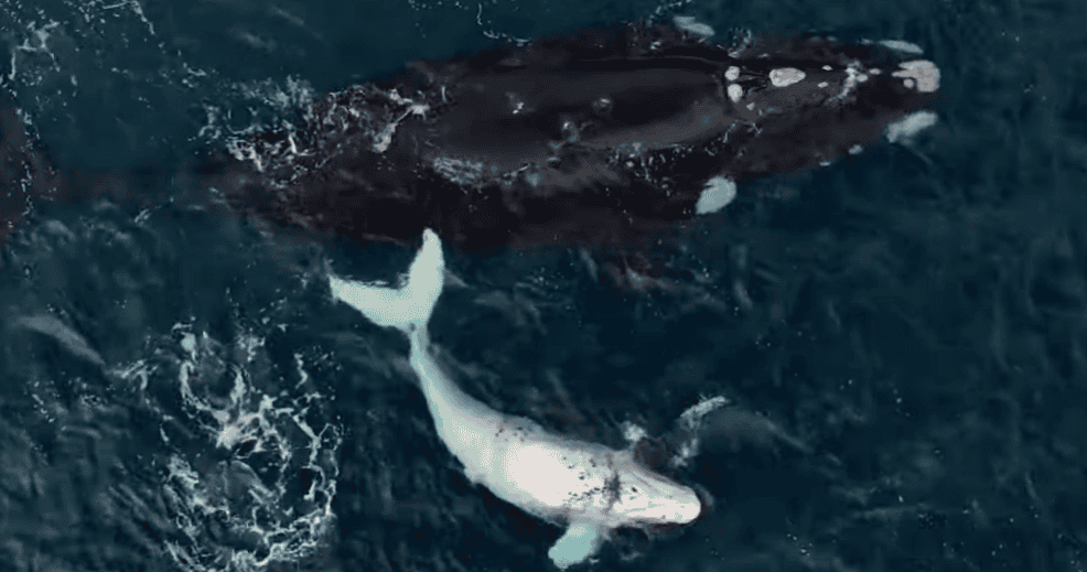 Veau de baleine albinos blanc