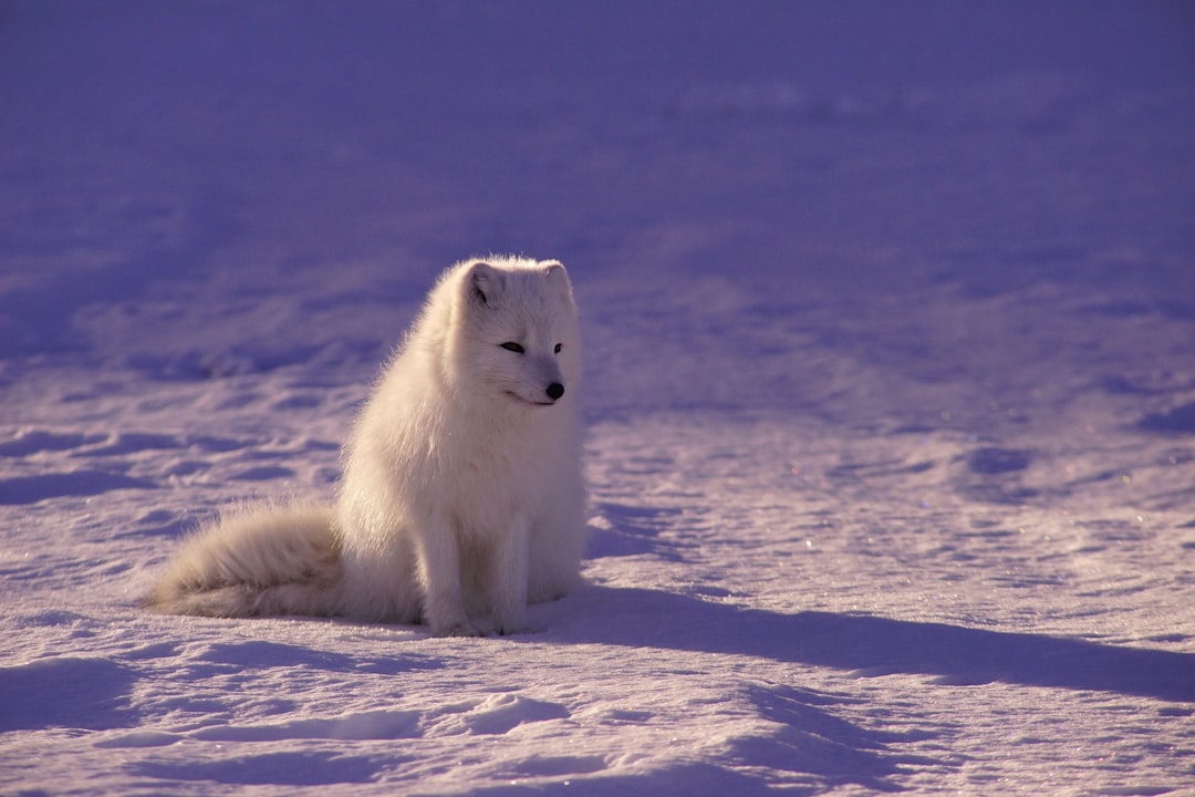 12. Arctic Fox (crédits image : unsplash)