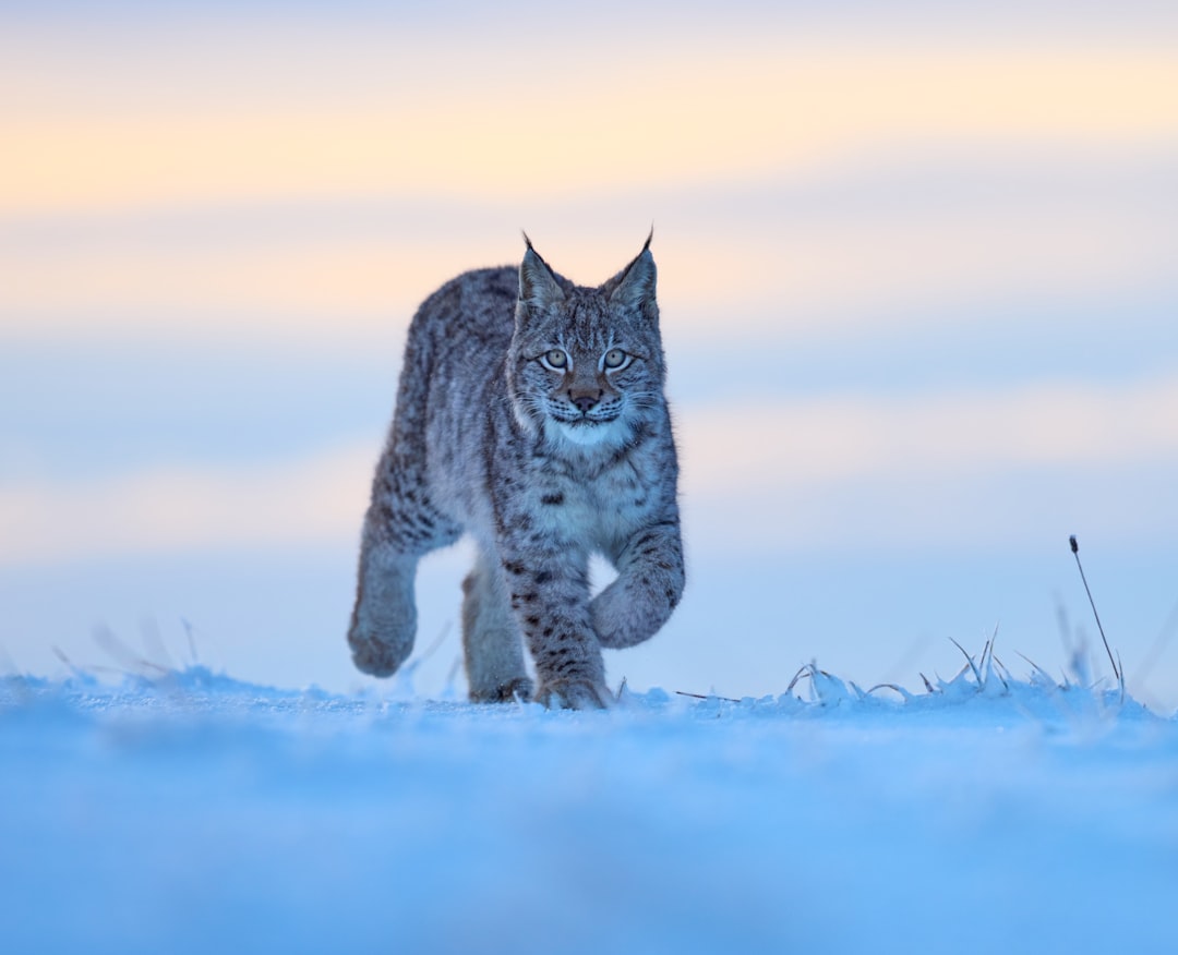 7. Léopard des neiges (crédits image : unsplash)
