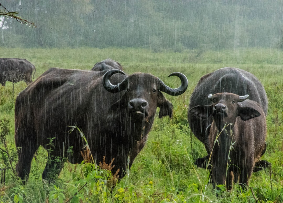 8. Bœuf musqué (crédits image : unsplash)