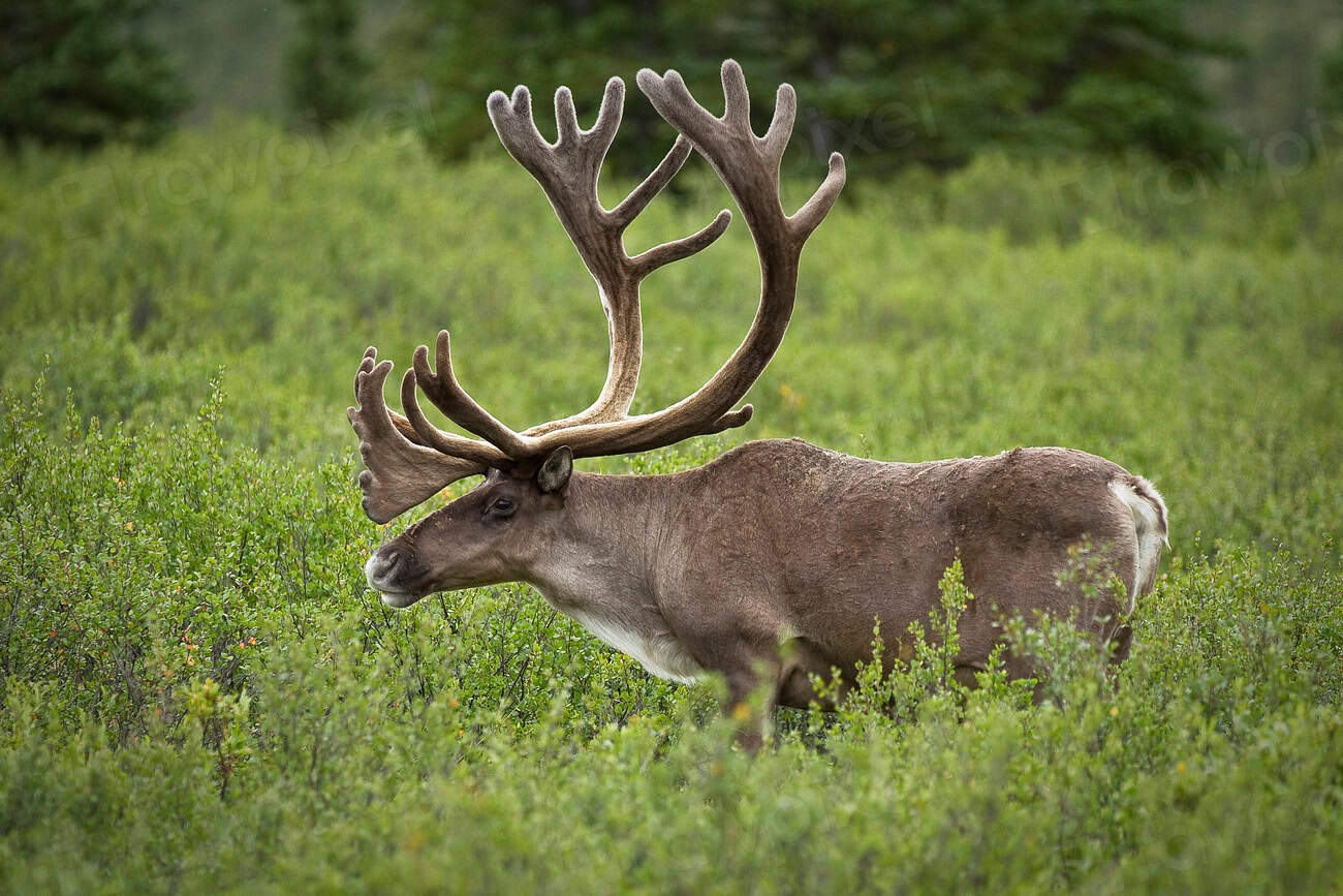 5. Caribou (crédits image : rawpixel)