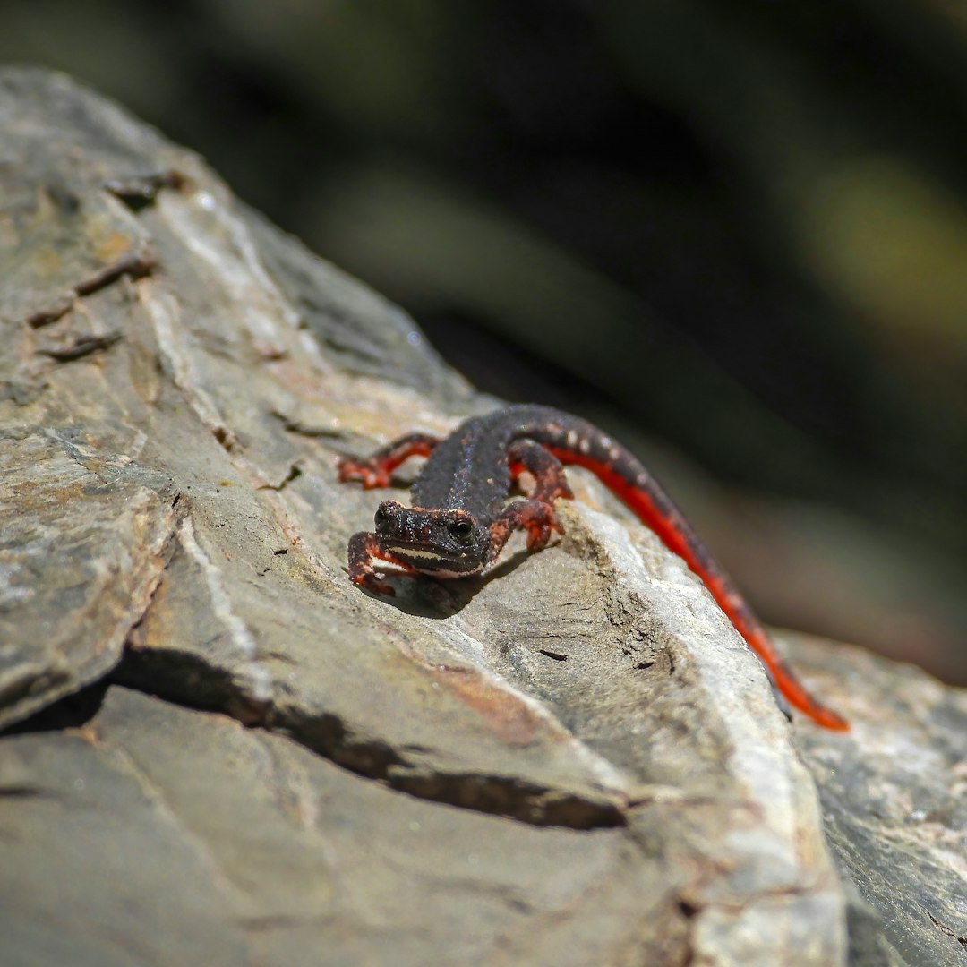 3. Salamandre de Sibérie (crédits image : unsplash)