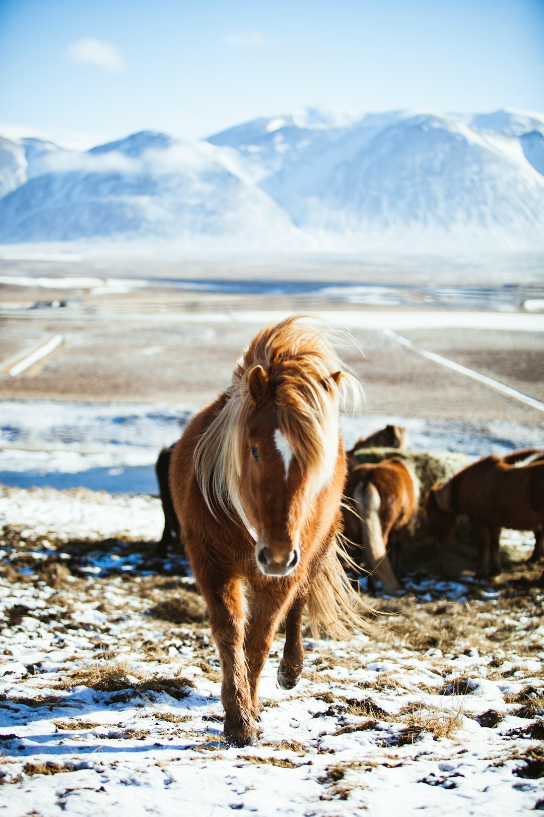 1. Cheval Yakoutien (crédits image : unsplash)