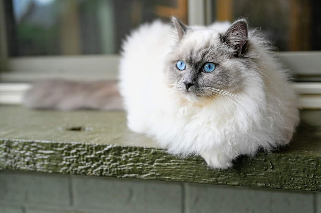 Ragdoll : The Laid-back Royal (crédits image : unsplash)