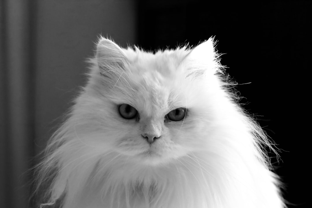 Angora turc : la danseuse gracieuse (crédits image : unsplash)