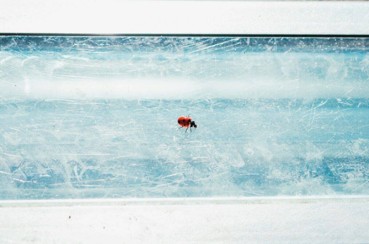 scarabée rouge