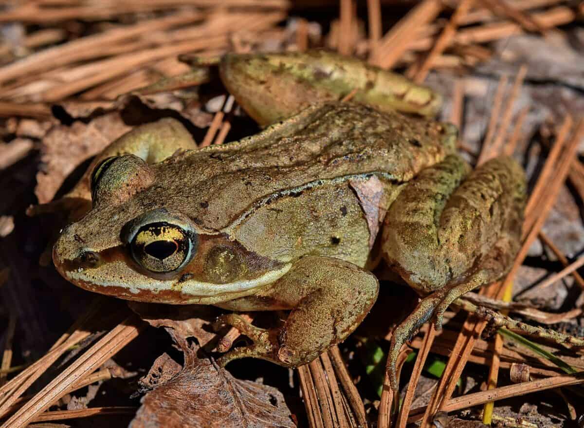 grenouille des bois