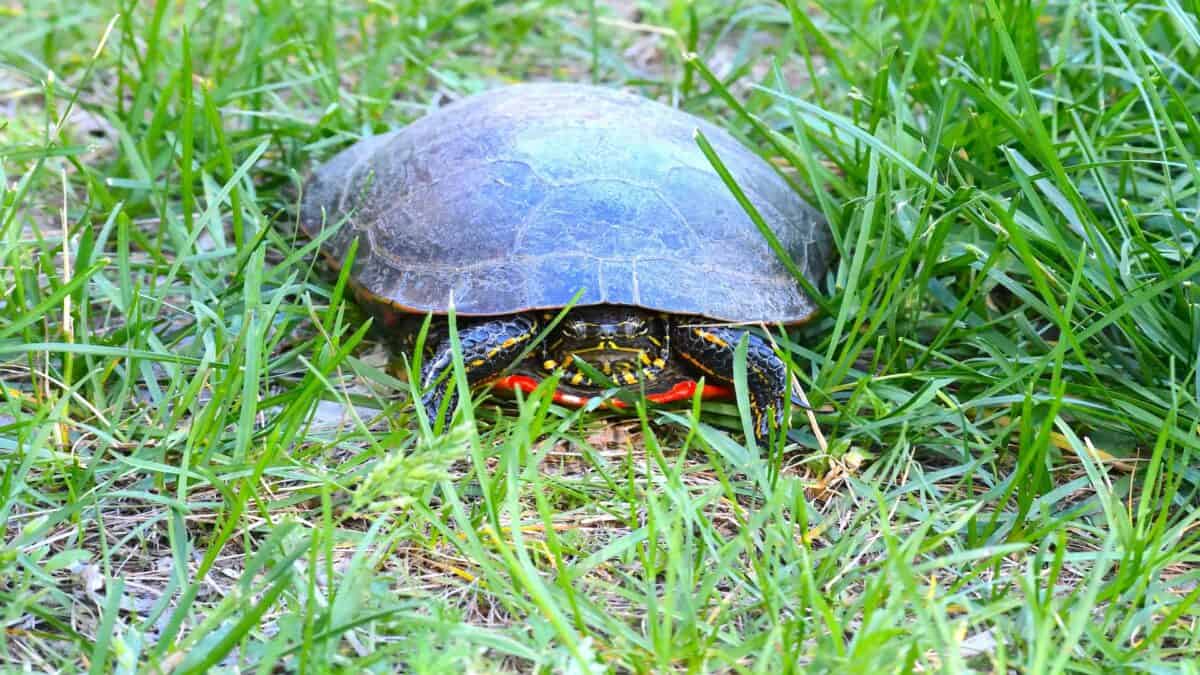 Une tortue peinte se trouve dans l'herbe.