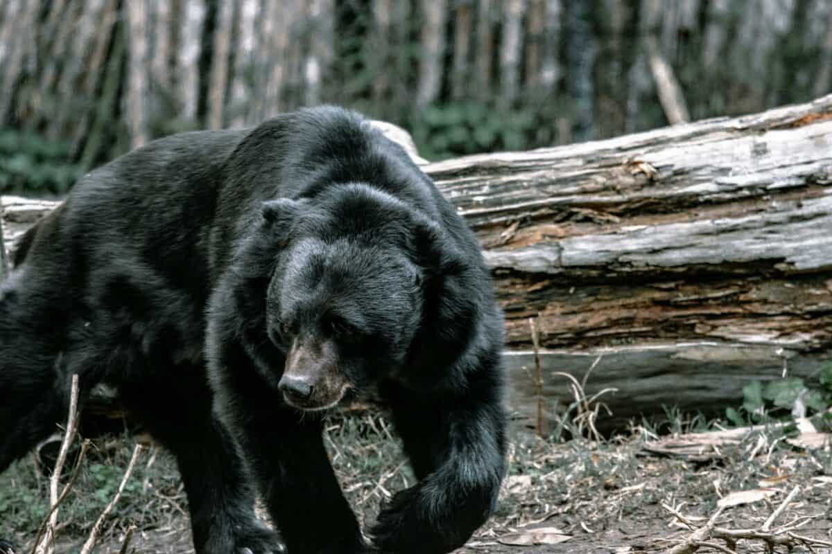 Ours noir