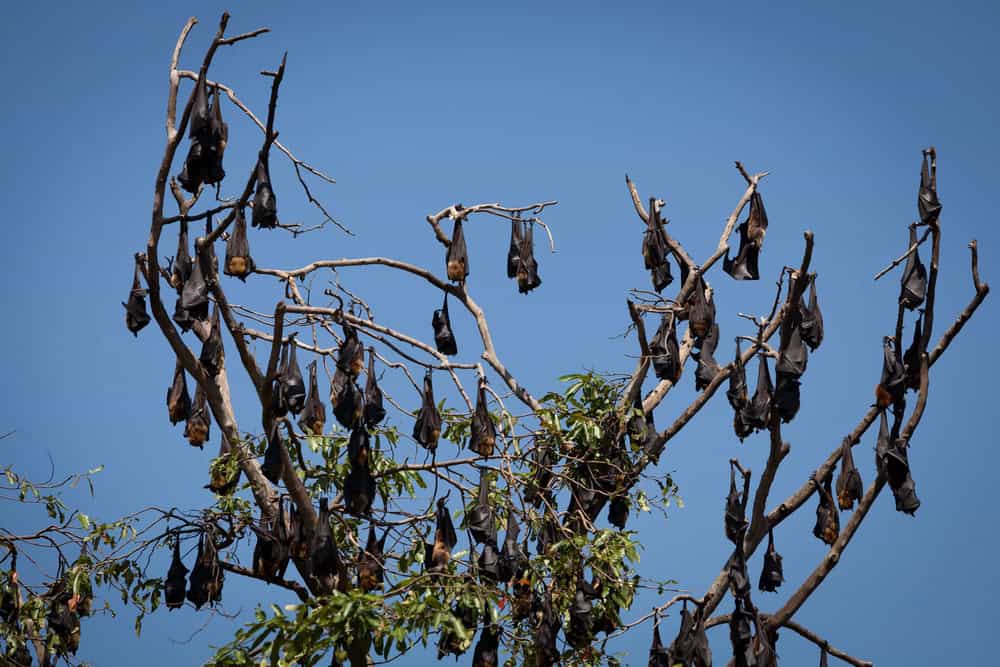 De nombreuses énormes chauves-souris suspendues à un arbre