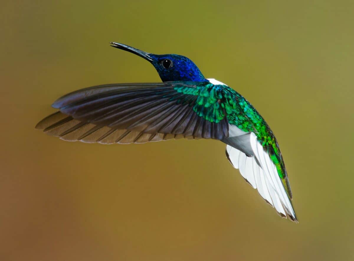 Colibri volant bleu et vert