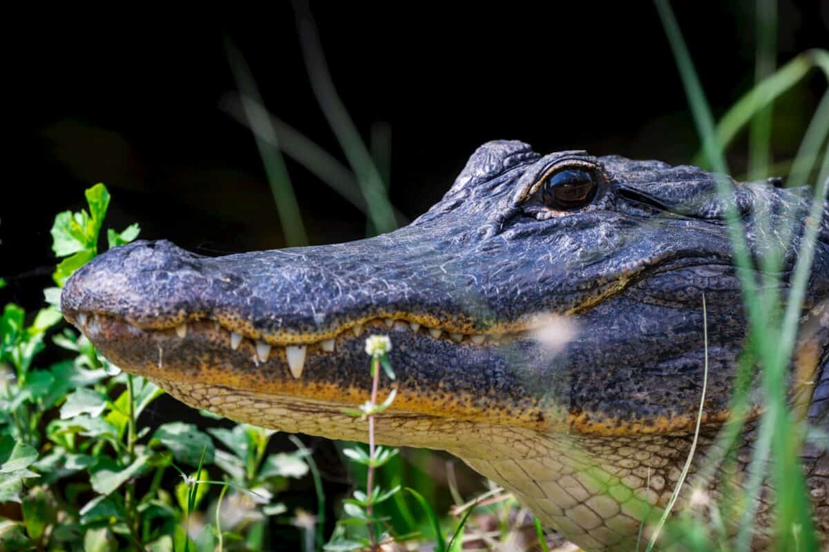Un gros plan d'un alligator dans l'herbe